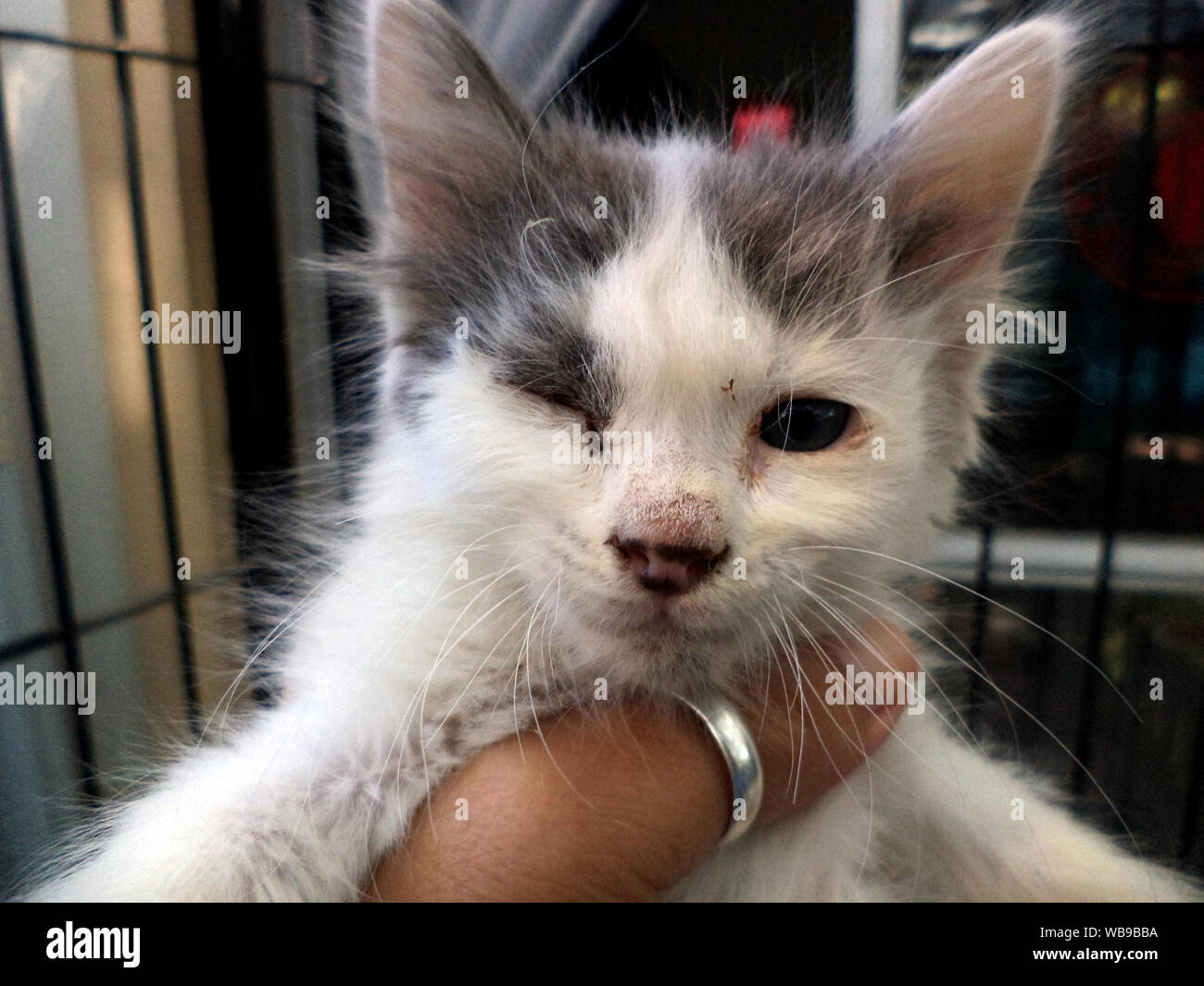 Bebe Chat Blanc Et Gris Le Chaton Avec L Un De Ses Yeux Ferme Comme Le Cœur Et L Autre Soutien Ouvert Sur Le Pouce Avec Un Anneau D Argent A L Avant D Une Grille Photo
