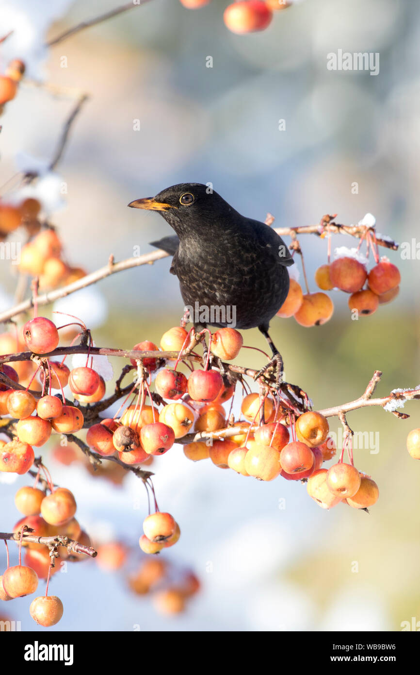 Merle noir Turdus merula' dans 'un crabe pommier en hiver, l'Angleterre, Royaume-Uni Banque D'Images