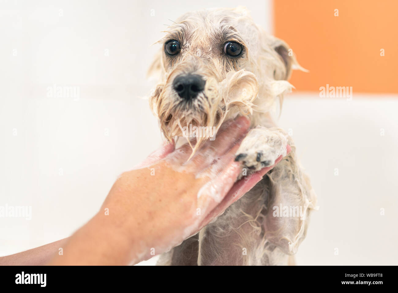 Toiletteur pour animaux chien professionnel lavage du visage avec du shampoing en salon de toilettage pour animaux. Close up . Banque D'Images