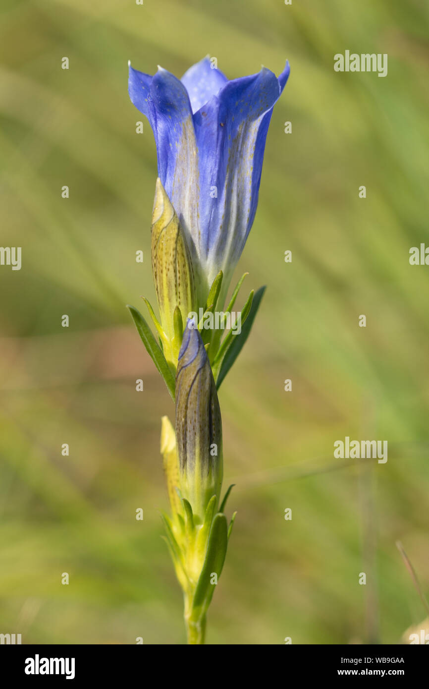 Gentiane des marais (Gentiana pneumonanthe), un des rares fleurs sauvages bleues de la lande humide, Surrey, UK, la floraison en Août Banque D'Images