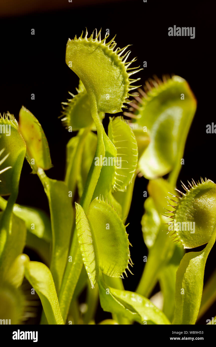 Plusieurs pièges à mouches Venus ouvrir, d'attente pour l'alimentation Banque D'Images