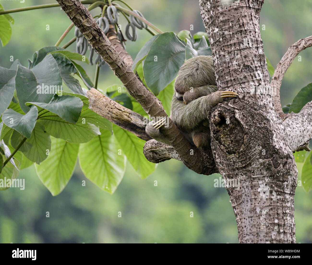 Trois-toed sloth Bradypus variegatus, couchage, Parc National Manuel Antonio, CR Banque D'Images