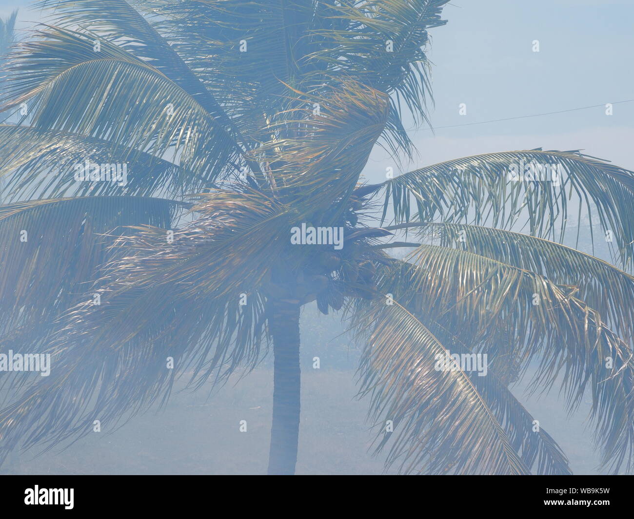 Fumée noire à partir d'un feu de brousse est vu à travers les palmiers qui souffle dans le vent fort. Banque D'Images