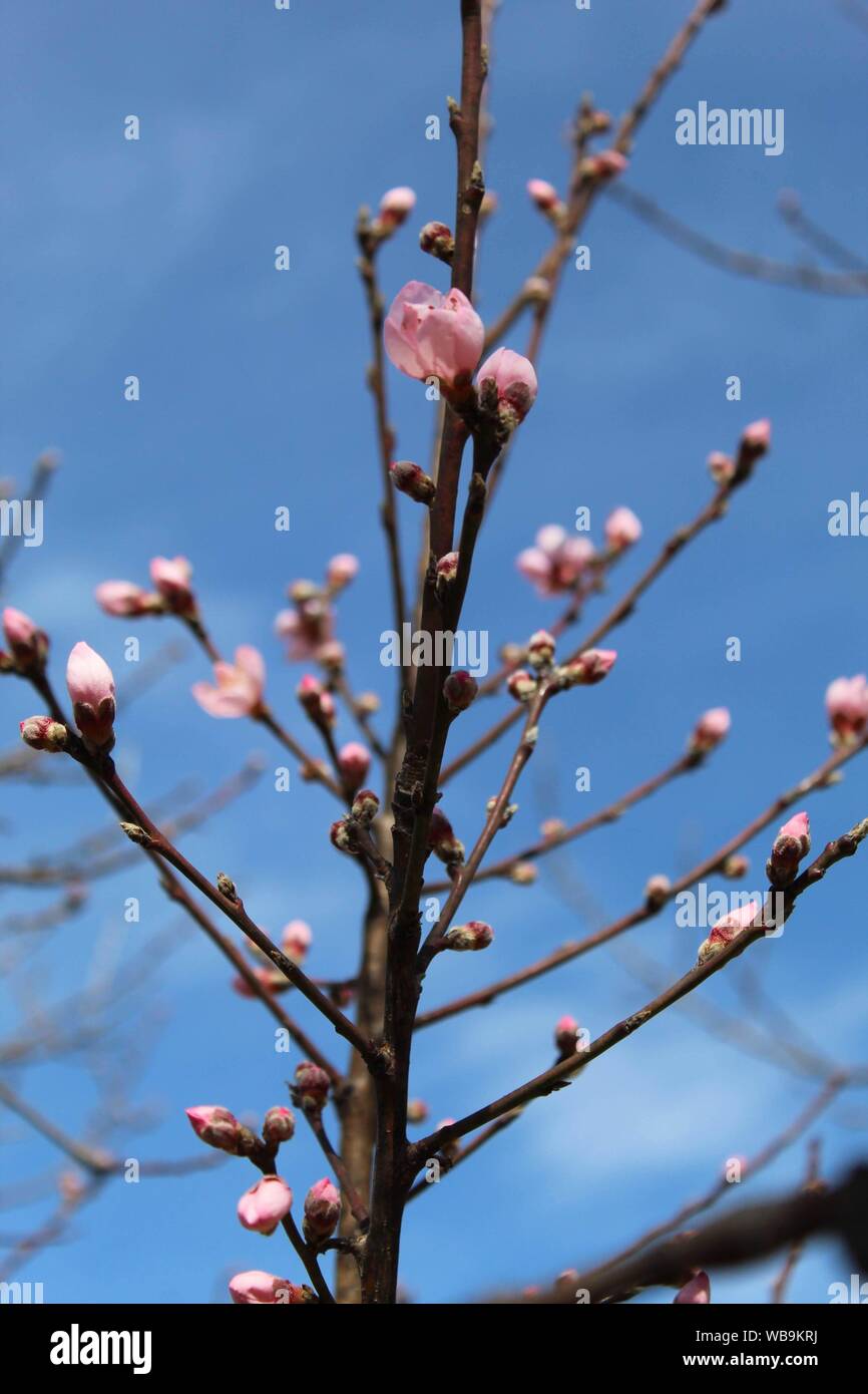 Peach Tree blossoming against a blue sky Banque D'Images