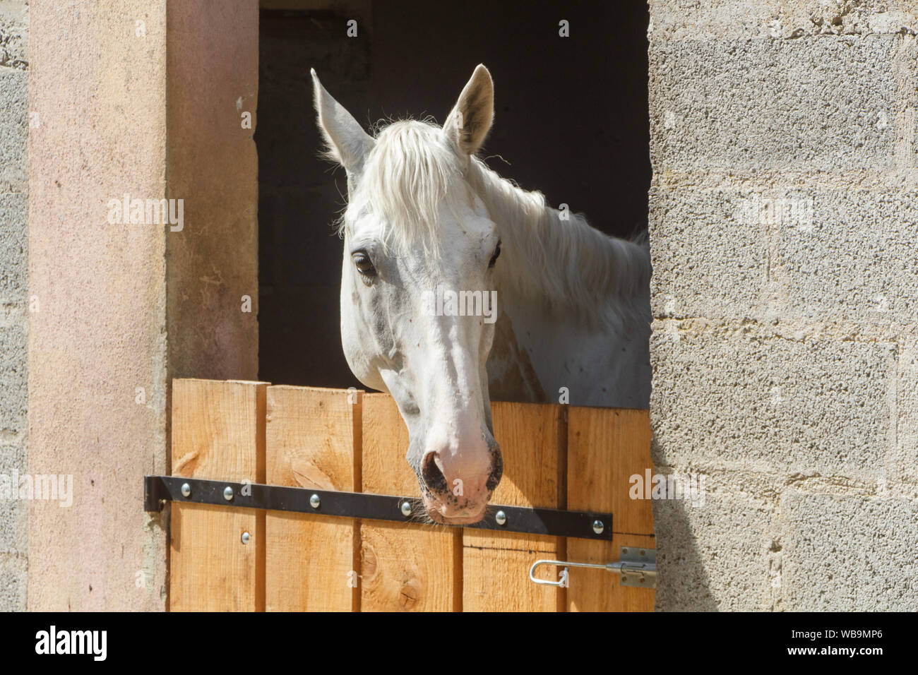 Chef d'un cheval blanc de son emballage Banque D'Images