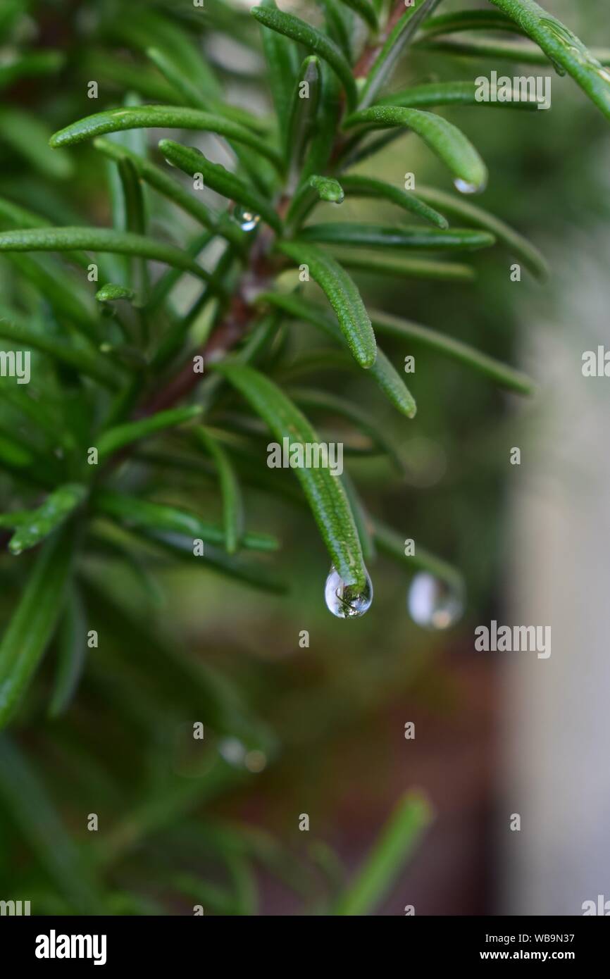 Macro photo de la rosée du matin sur un plant de romarin Banque D'Images