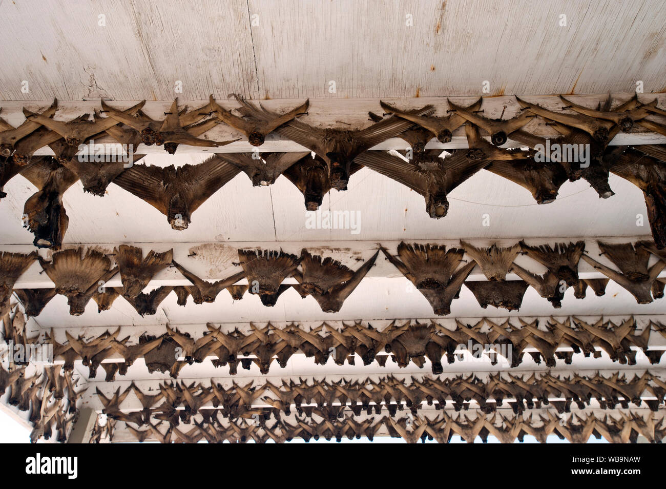 Plafond de camp de pêche abandonnés à Bahia de Los Angeles, Baja, au Mexique. Il y a plus de 500 et la limande à queue de loup cloué sur le porche aux chevrons. Banque D'Images