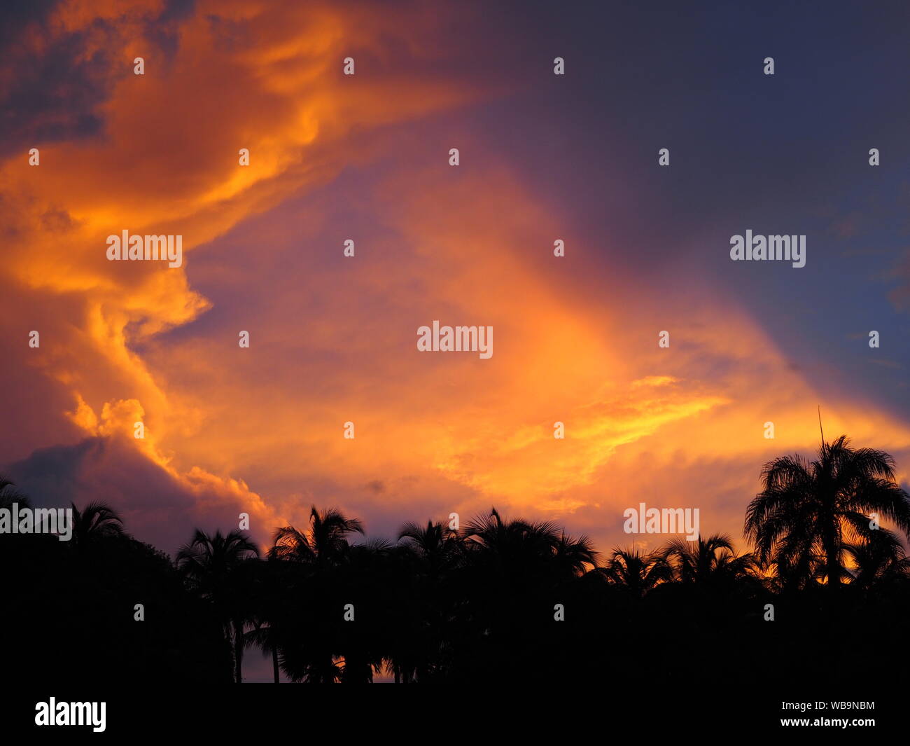 Beau coucher du soleil mystique. palmier. île tropicale. Banque D'Images