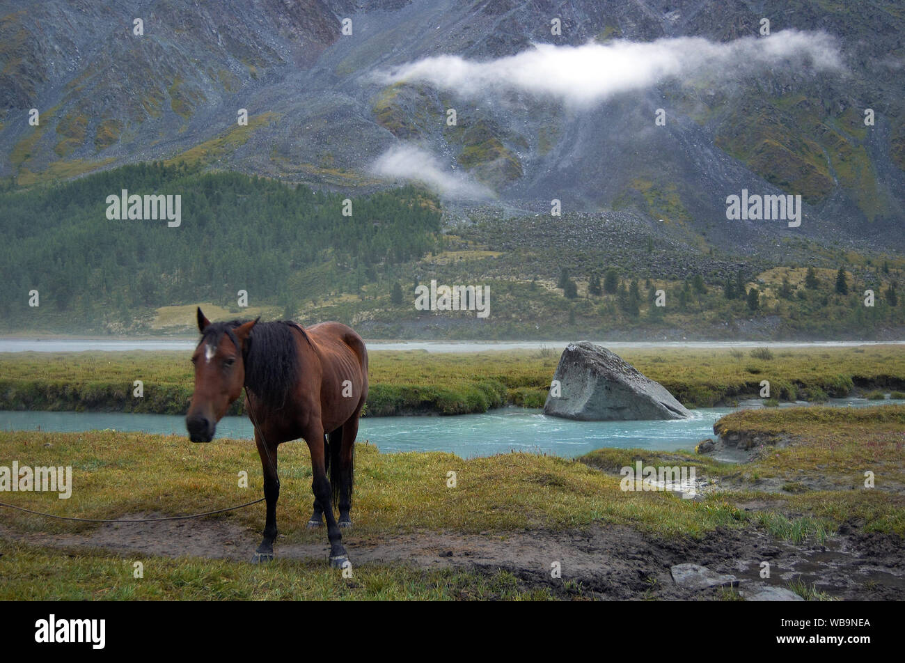 Horse par rivière de montagne sous un nuage Banque D'Images