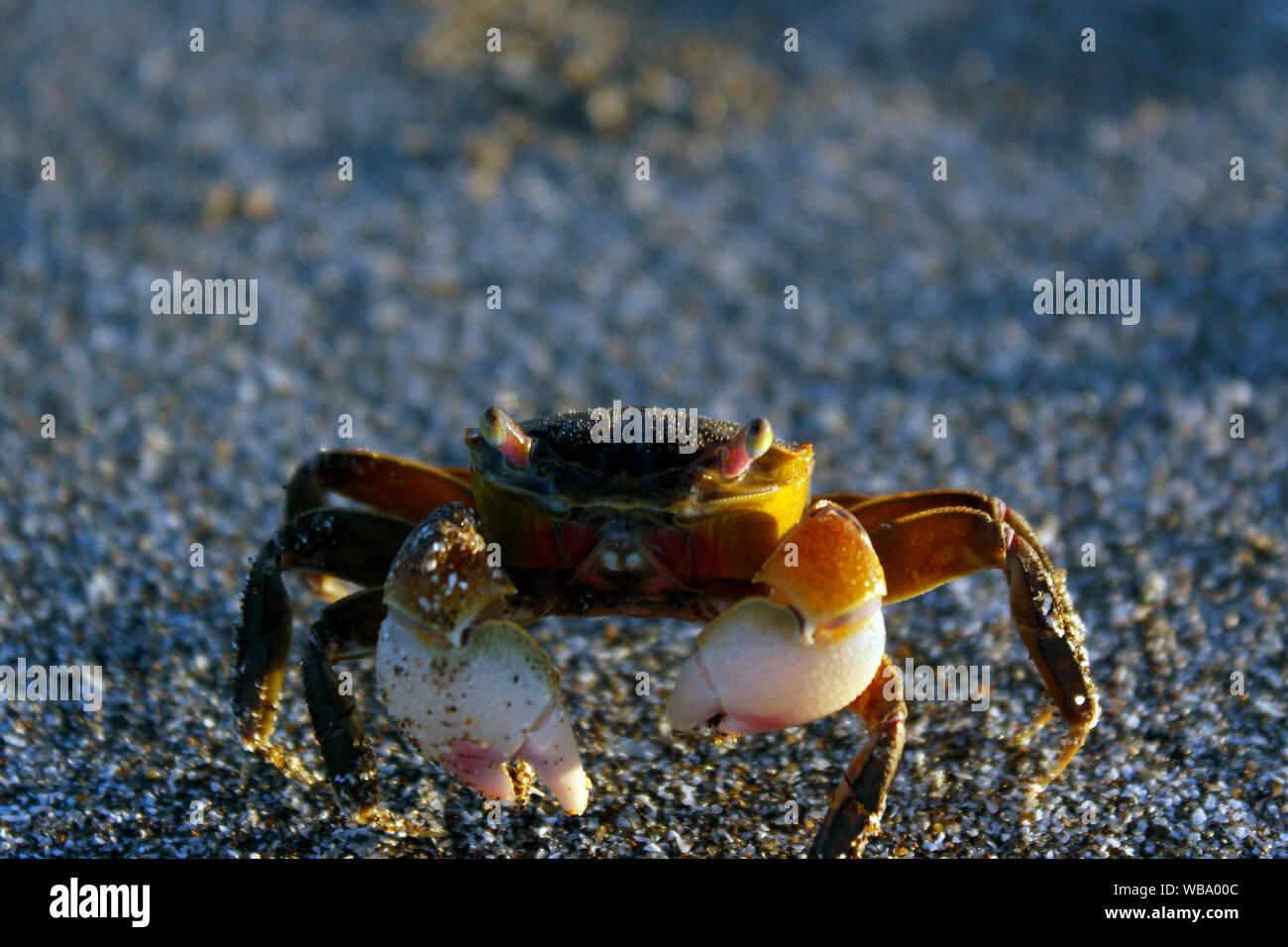 Petit crabe sur la plage de San Clemente del Tuyu, Buenos Aires, Argentine. Banque D'Images