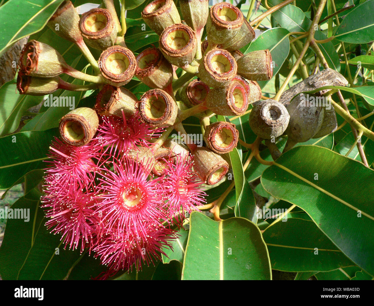 (Corymbia ptychocarpa bloodwood de marais), détail de la fleur écarlate. La floraison entre février et mai, le nectar des fleurs riches en nourriture pour fournir une var Banque D'Images