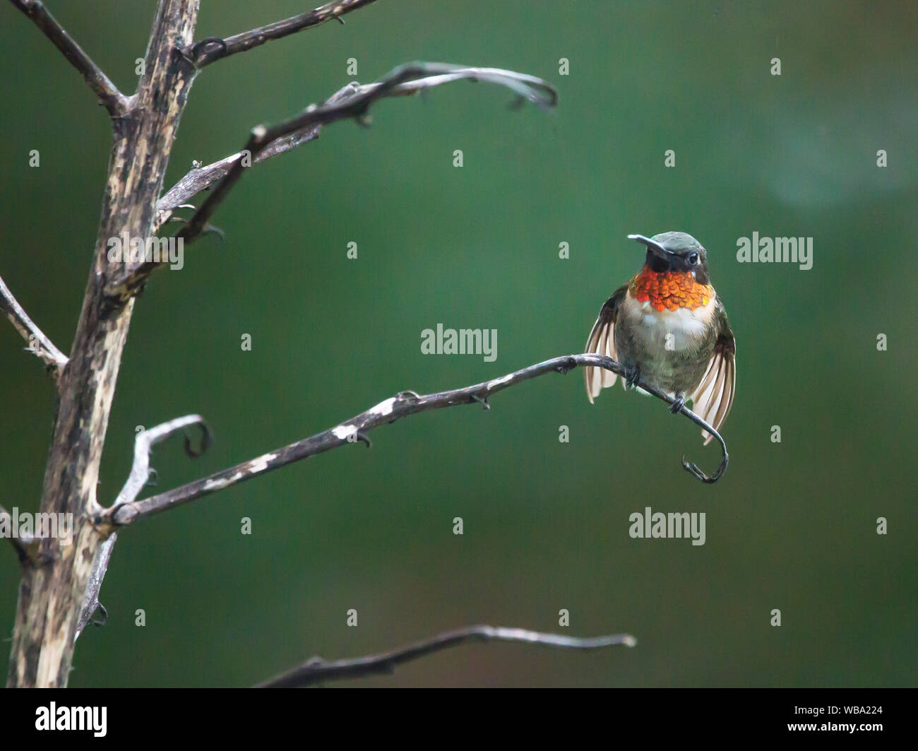 Un colibri à gorge rubis mâle étend ses ailes bien que perché sur une tige florale de yucca. Banque D'Images