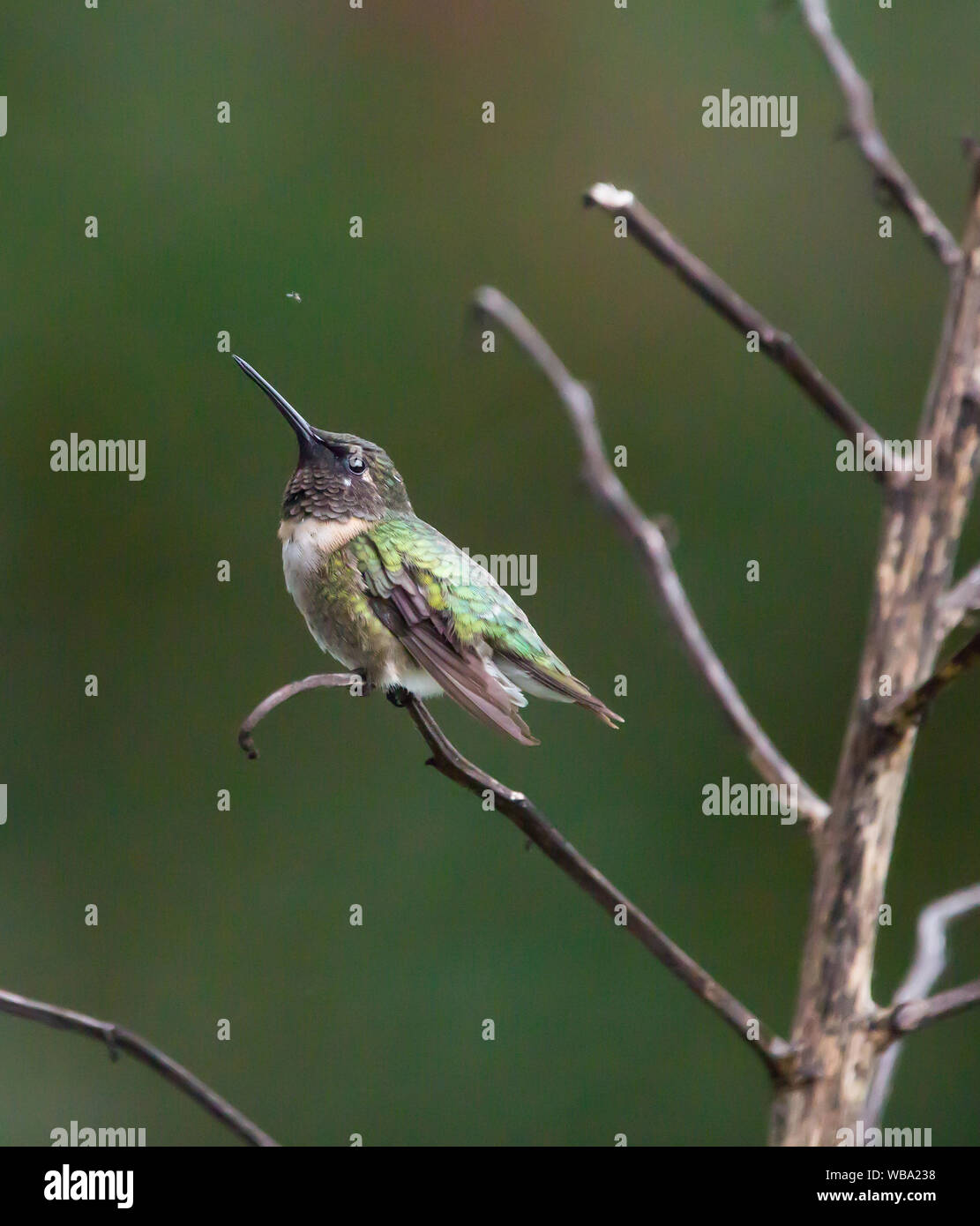 Un colibri à gorge rubis mâle yeux un insecte alors que perché sur une tige florale de yucca. Banque D'Images
