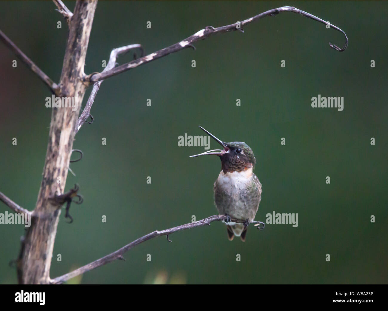 Un colibri à gorge rubis mâle avec bec ouvert yucca perché sur un pédoncule. Banque D'Images