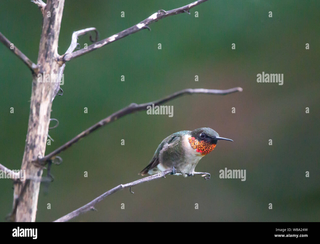 Un colibri à gorge rubis mâle recherche les rivaux alors que perché sur une tige florale de yucca. Banque D'Images