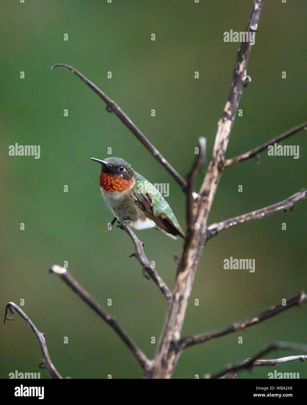 Un colibri à gorge rubis mâle est perché sur une tige florale de yucca. Banque D'Images