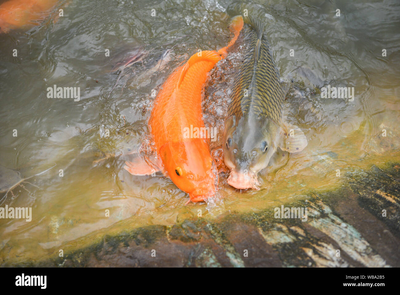 La carpe d'or orange poisson poisson-chat et la carpe commune ou de manger des aliments l'alimentation sur l'eau des étangs du poisson d'eau douce de surface / ferme Banque D'Images