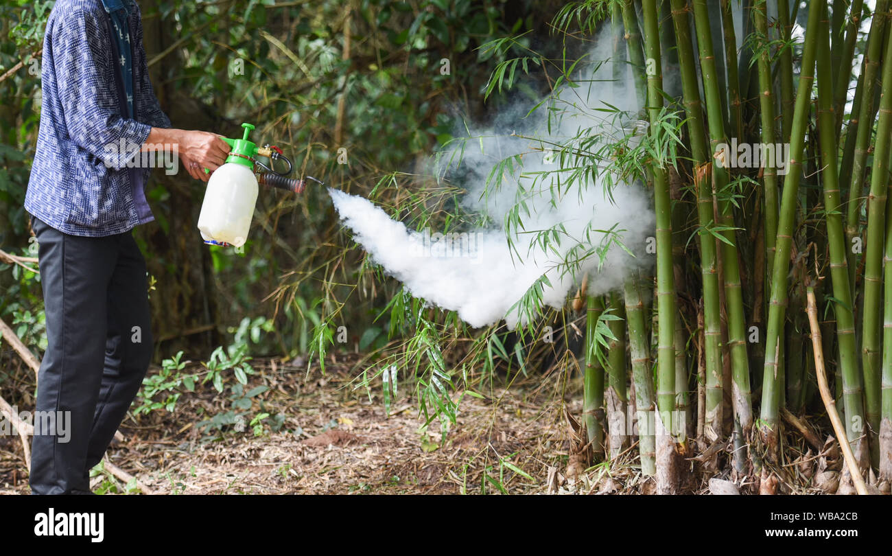 Man holding buée pour éliminer la propagation des moustiques pour prévenir la dengue et zika virus dans la forêt de bambou spray Moustique Banque D'Images