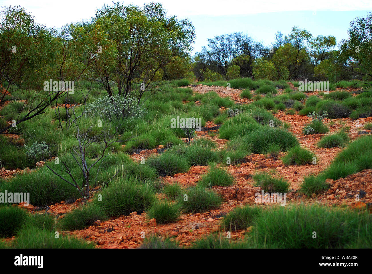 L'habitat de prairie. Bladensberg Parc National, Winton, l'ouest du Queensland, Australie Banque D'Images