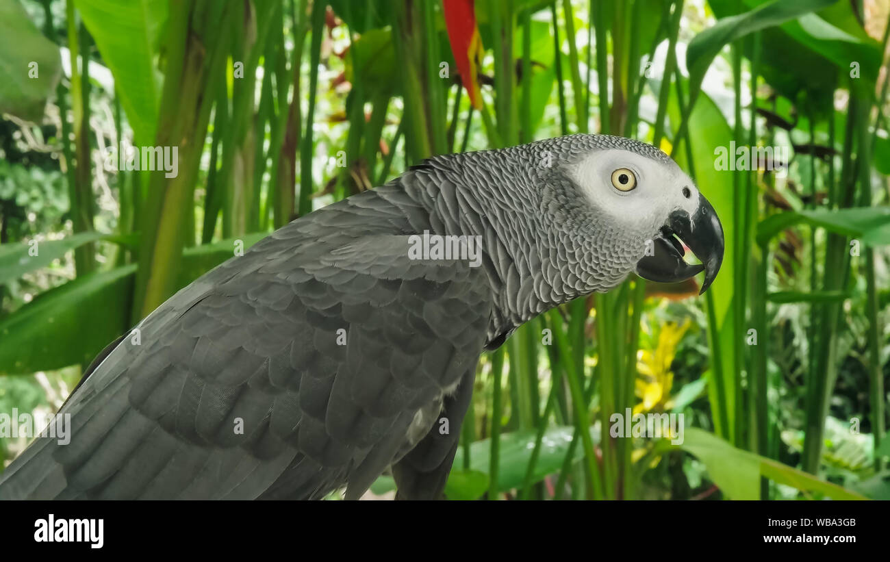 Close up shot d'un perroquet gris d'afrique Banque D'Images
