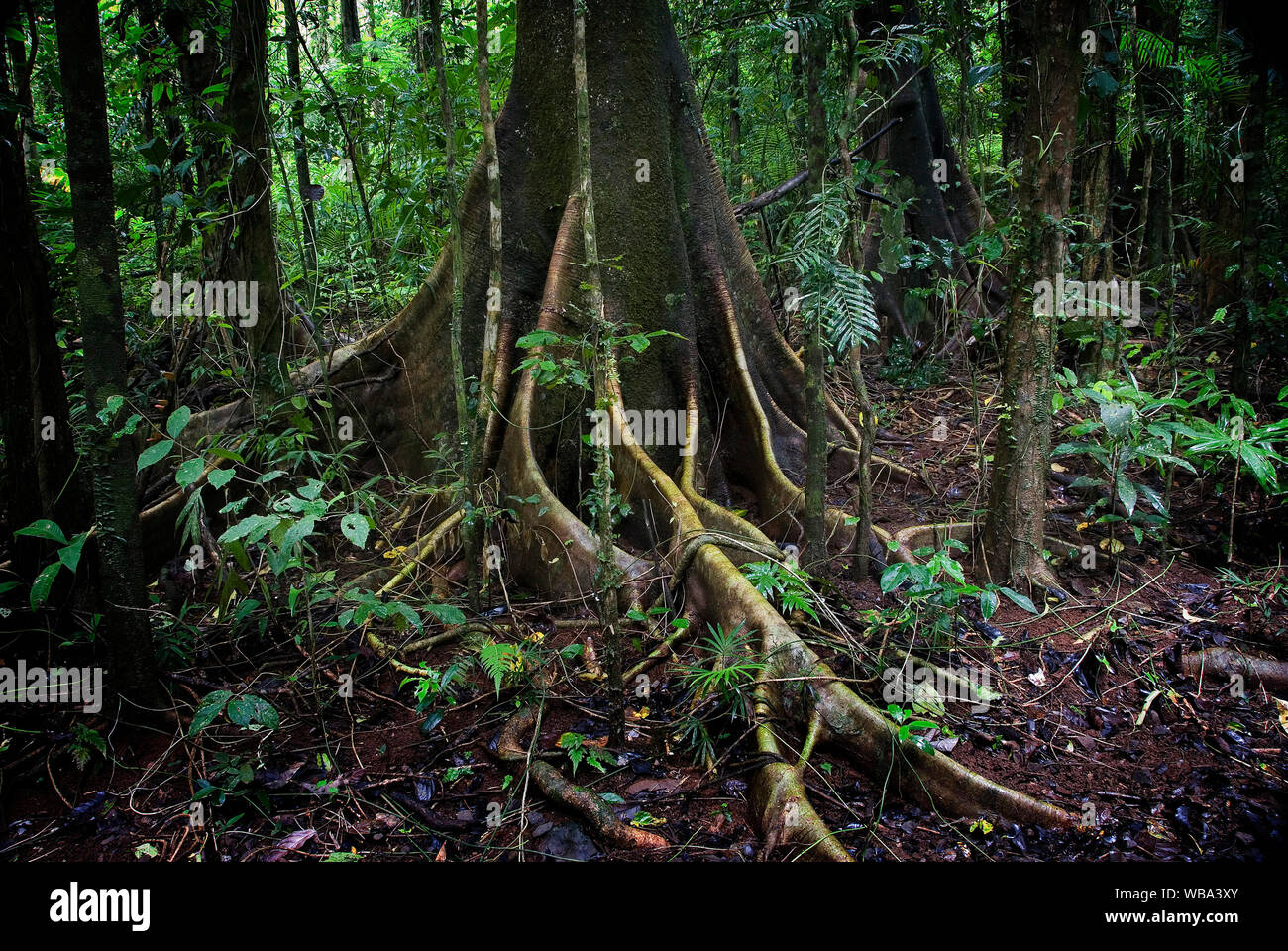 Rainforest habitat, avec détail des racines contrefort. Le Parc National de Wooroonooran, Atherton Tablelands, Queensland, Australie Banque D'Images