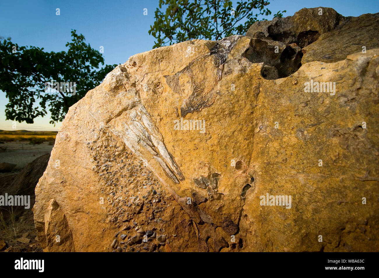 Des ossements fossilisés d'un Thunderbird, un oiseau géant qui ressemble à une autruche lourd, on trouve uniquement en Australie qui ont survécu jusqu'à environ 26 000 ans Banque D'Images
