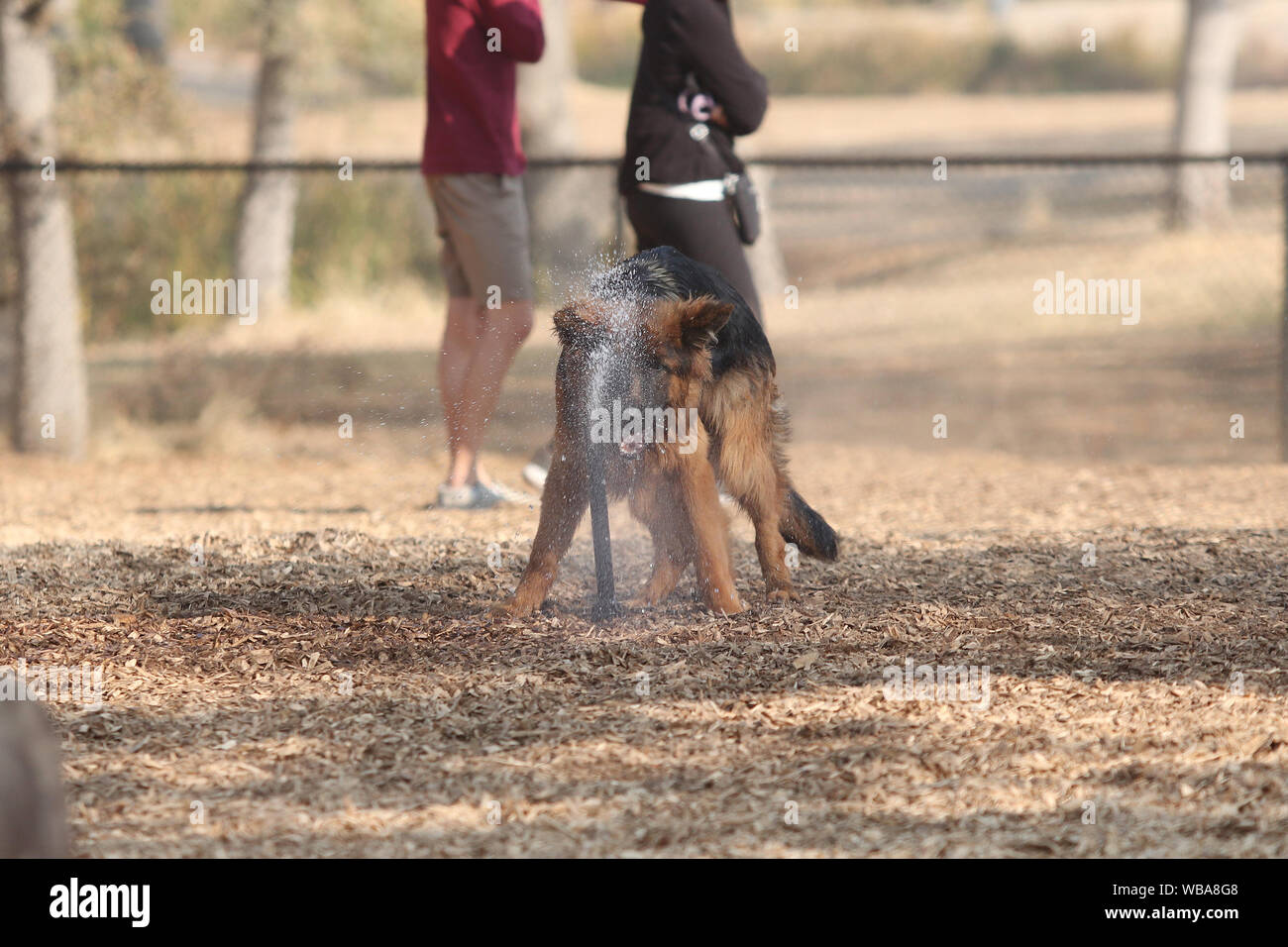 Les chiens dans un parc à chiens. Banque D'Images