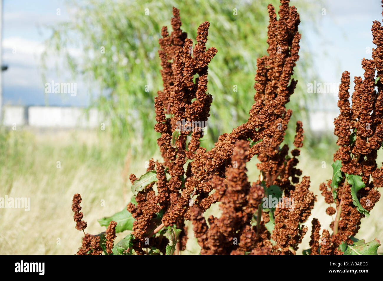 Le sorgho rouge, herbe, plante un arrière-plan. Banque D'Images