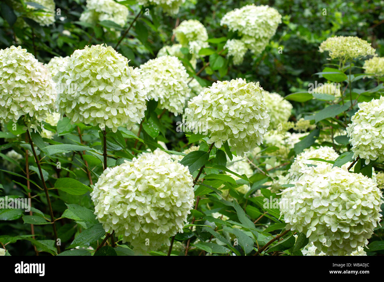 White caps fleurs buissons d'hortensias, blanc vert grandes inflorescences  dans la nature Photo Stock - Alamy