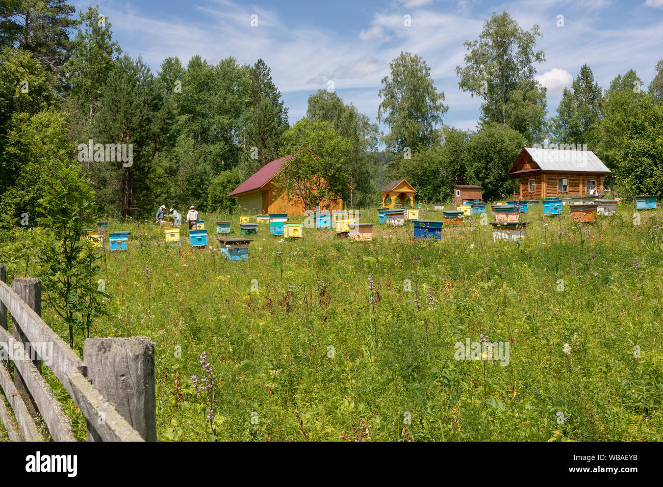 Le rucher situé dans la forêt. Les ruches de couleurs vives et les apiculteurs de maisons dans la prairie. vue de loin Banque D'Images