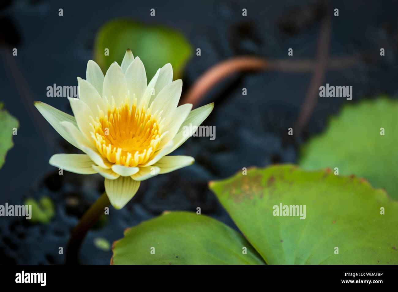 Lotus fleur et feuille en fond naturel. Banque D'Images