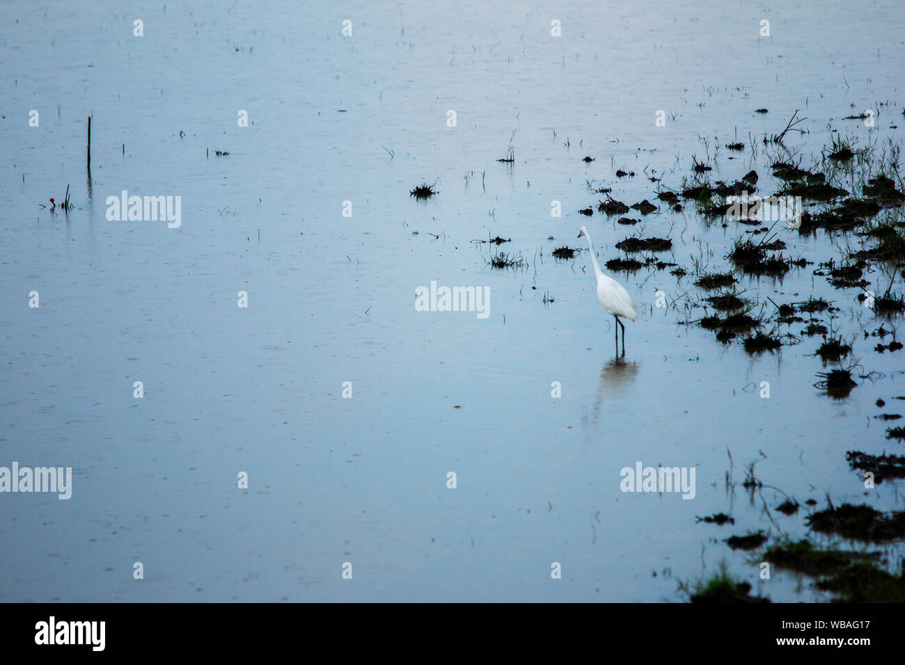 Les oiseaux vivent dans des lacs d'eau douce. Banque D'Images