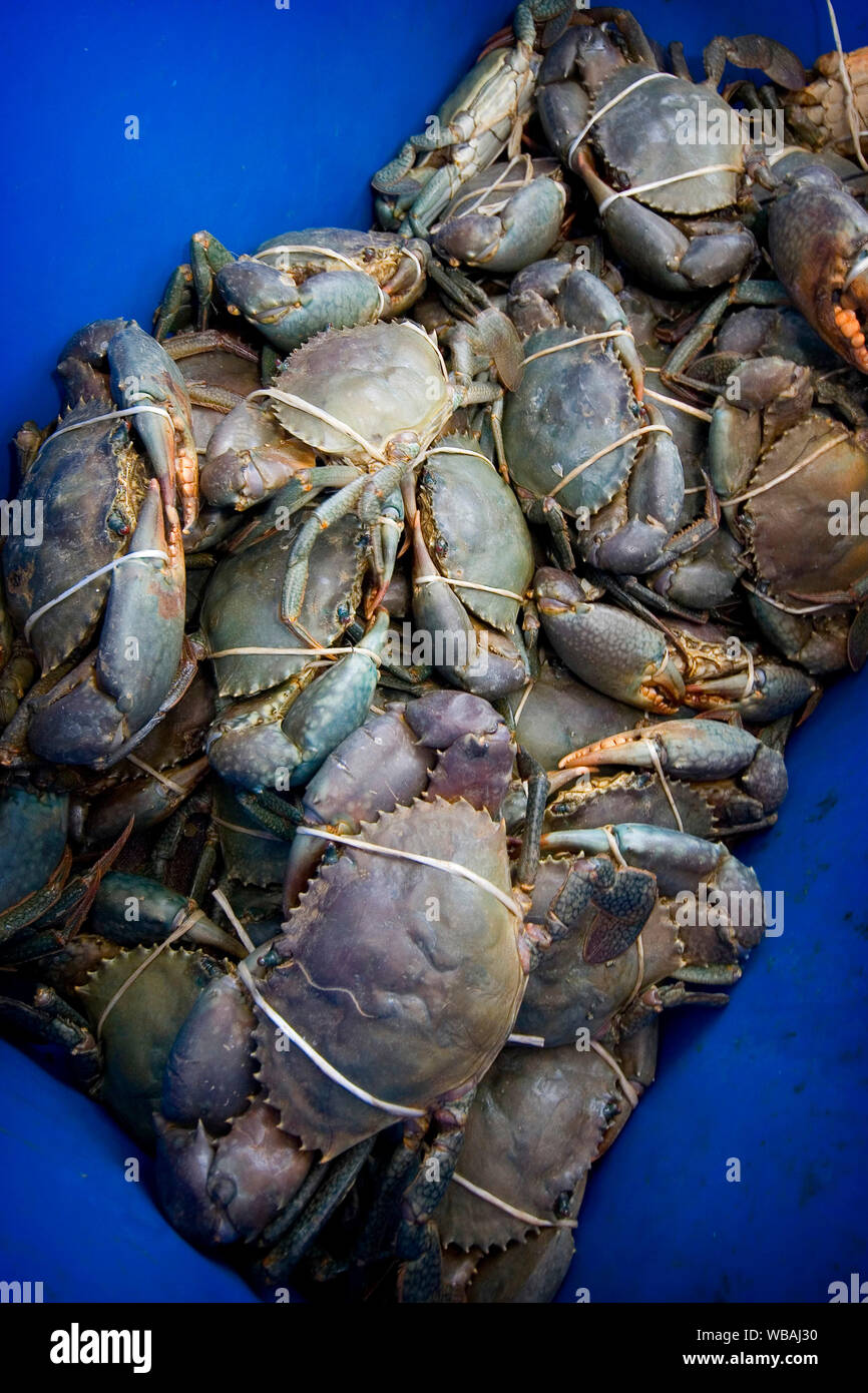 Les crabes de boue (Scylla serrata), destinés aux marchés dans les États du sud. Karumba, Gulf Savannah, Queensland, Australie Banque D'Images