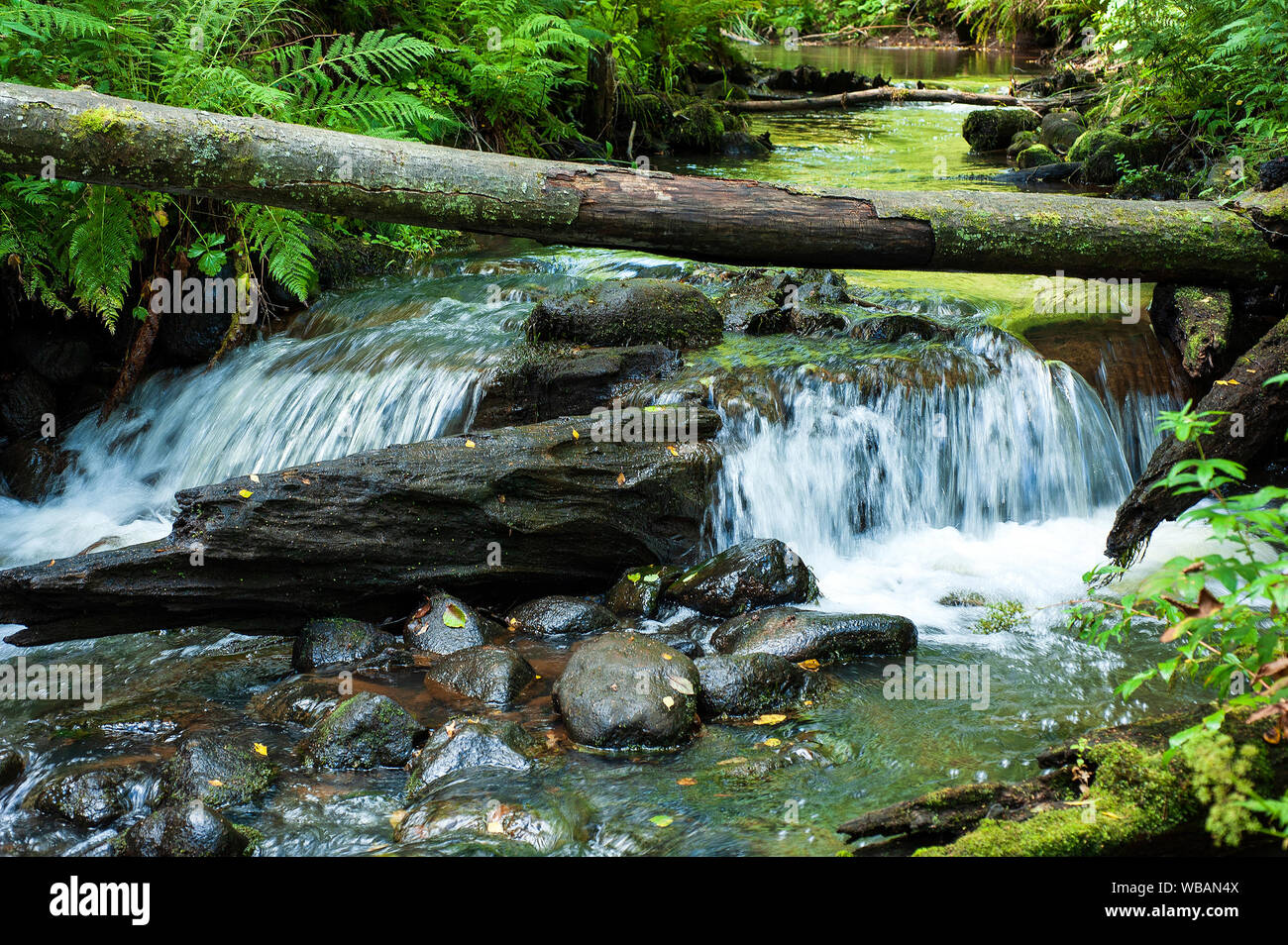Petit Ruisseau en forêt avec cascade sur de petits rochers dans le nord-ouest de la Russie Banque D'Images