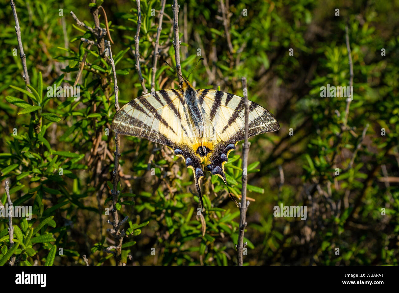 Papillon du machaon parfaitement en forme reposant sur une branche de romarin, Tupin-et-Semons, France Banque D'Images