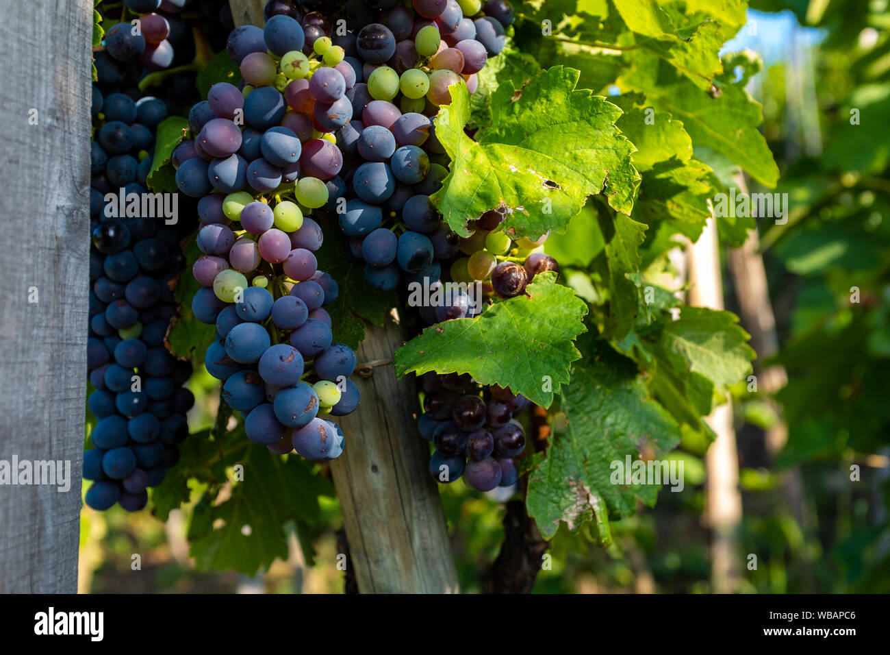 Grappe de raisins presque prêts à être récoltés avec des feuilles de vigne et de bois post, Condrieu, France Banque D'Images