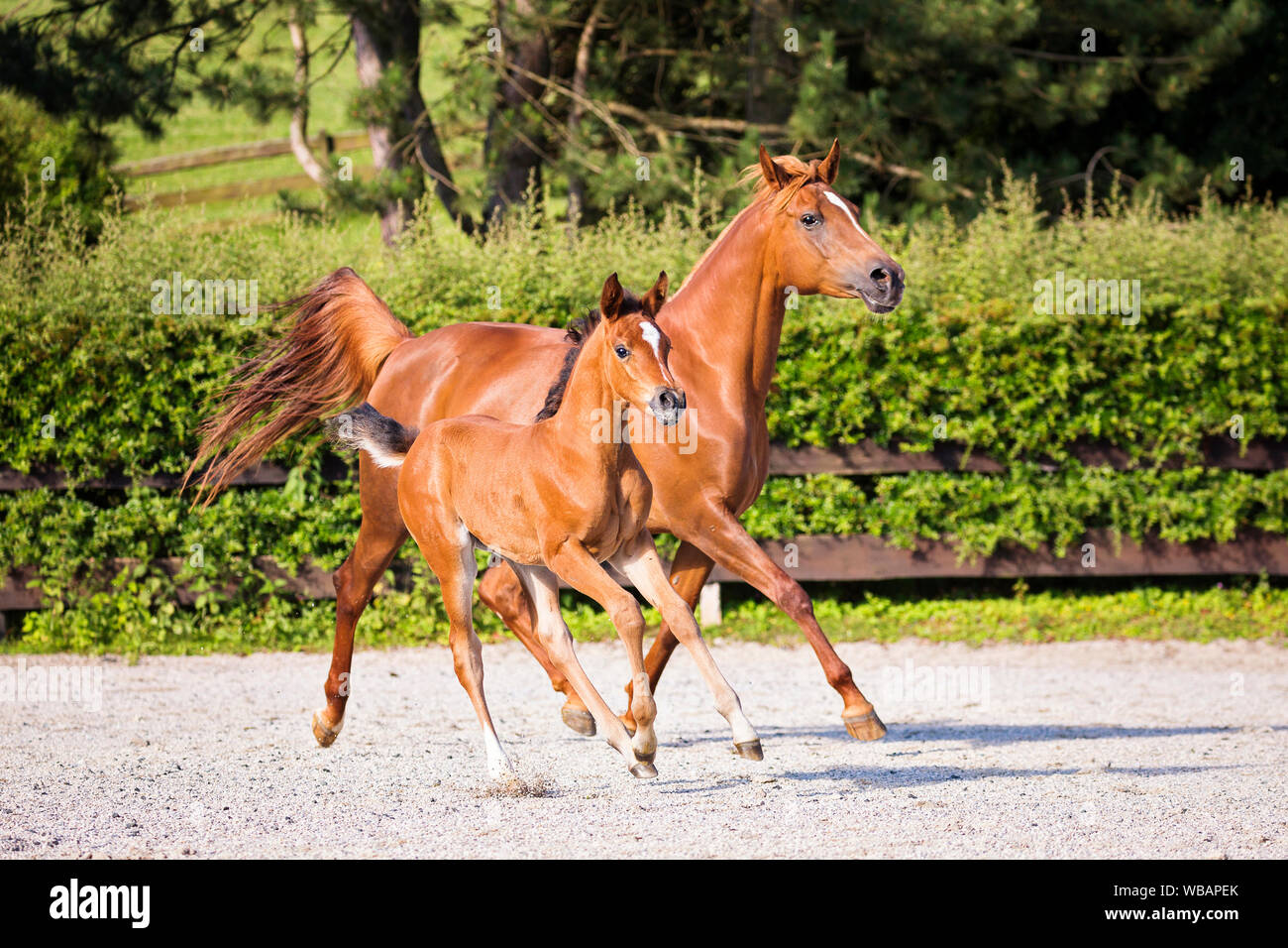 Cheval Arabe. Jument alezane avec baie poulain galoper et trotter dans un enclos. L Autriche Photo Stock Alamy
