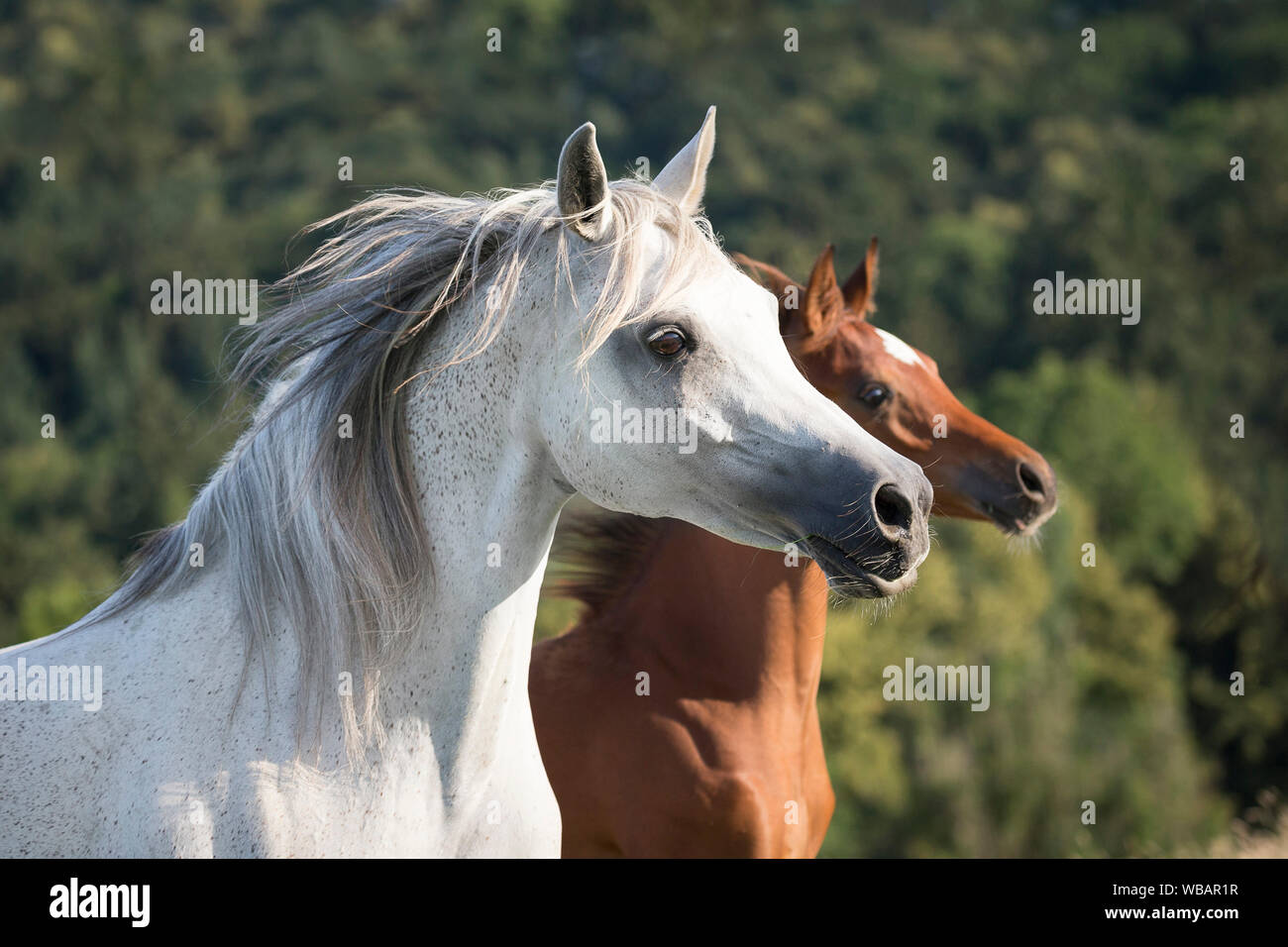 Cheval Arabe. Jument grise avec baie poulain, portrait. L'Autriche Banque D'Images
