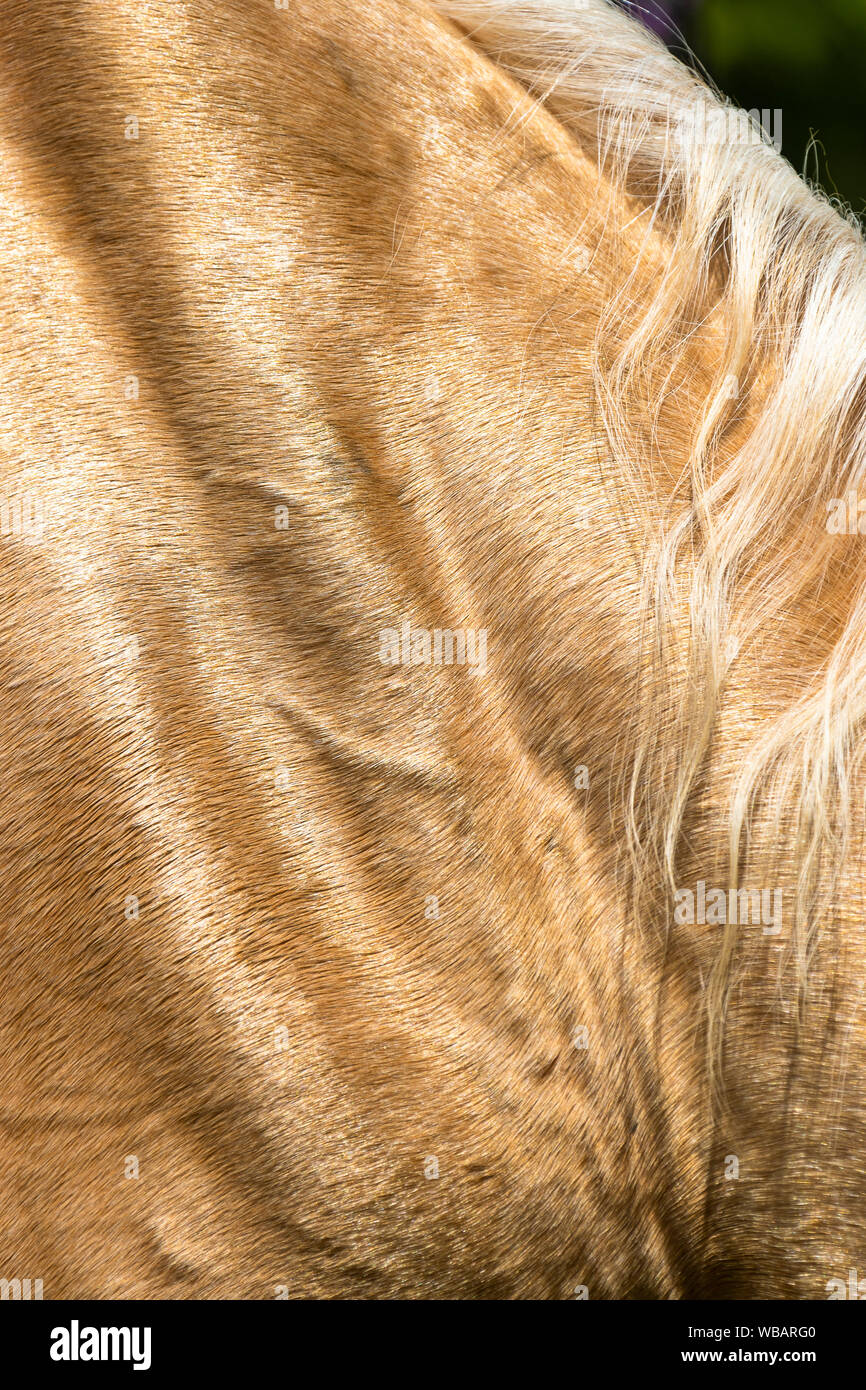 Kinsky Cheval. Close-up of golden coat de palomino mare. L'Autriche Banque D'Images