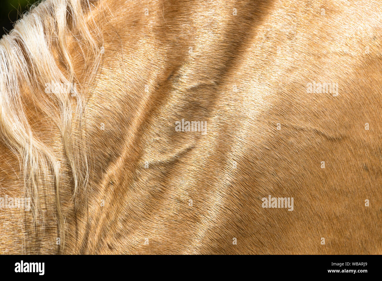 Kinsky Cheval. Close-up of golden coat de palomino mare. L'Autriche Banque D'Images