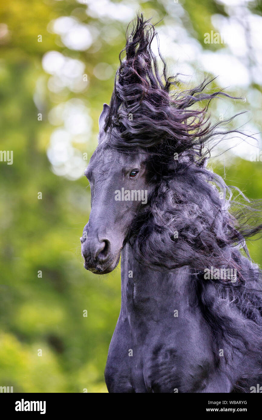Cheval Frison Portrait De L Etalon Noir Avec Mane Qui Coule La Suisse Photo Stock Alamy