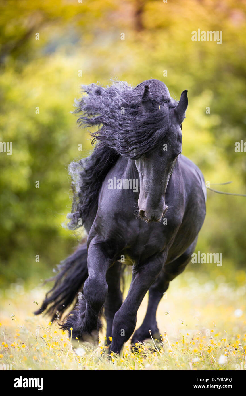 Cheval frison. Black Stallion galoper sur un pâturage. La Suisse Banque D'Images