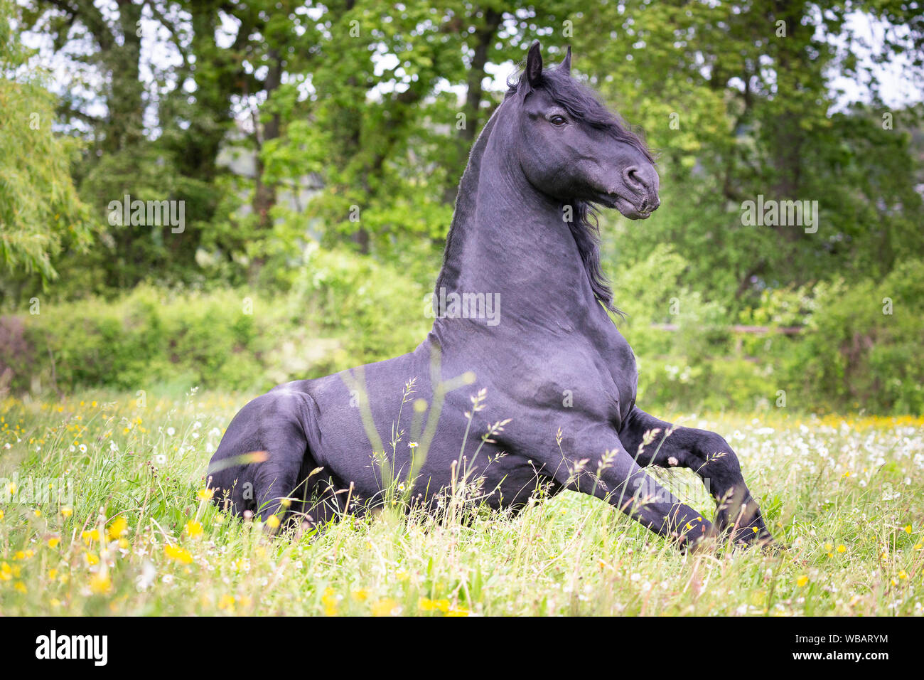 Cheval frison. Étalon noir assis sur un pâturage. La Suisse Banque D'Images