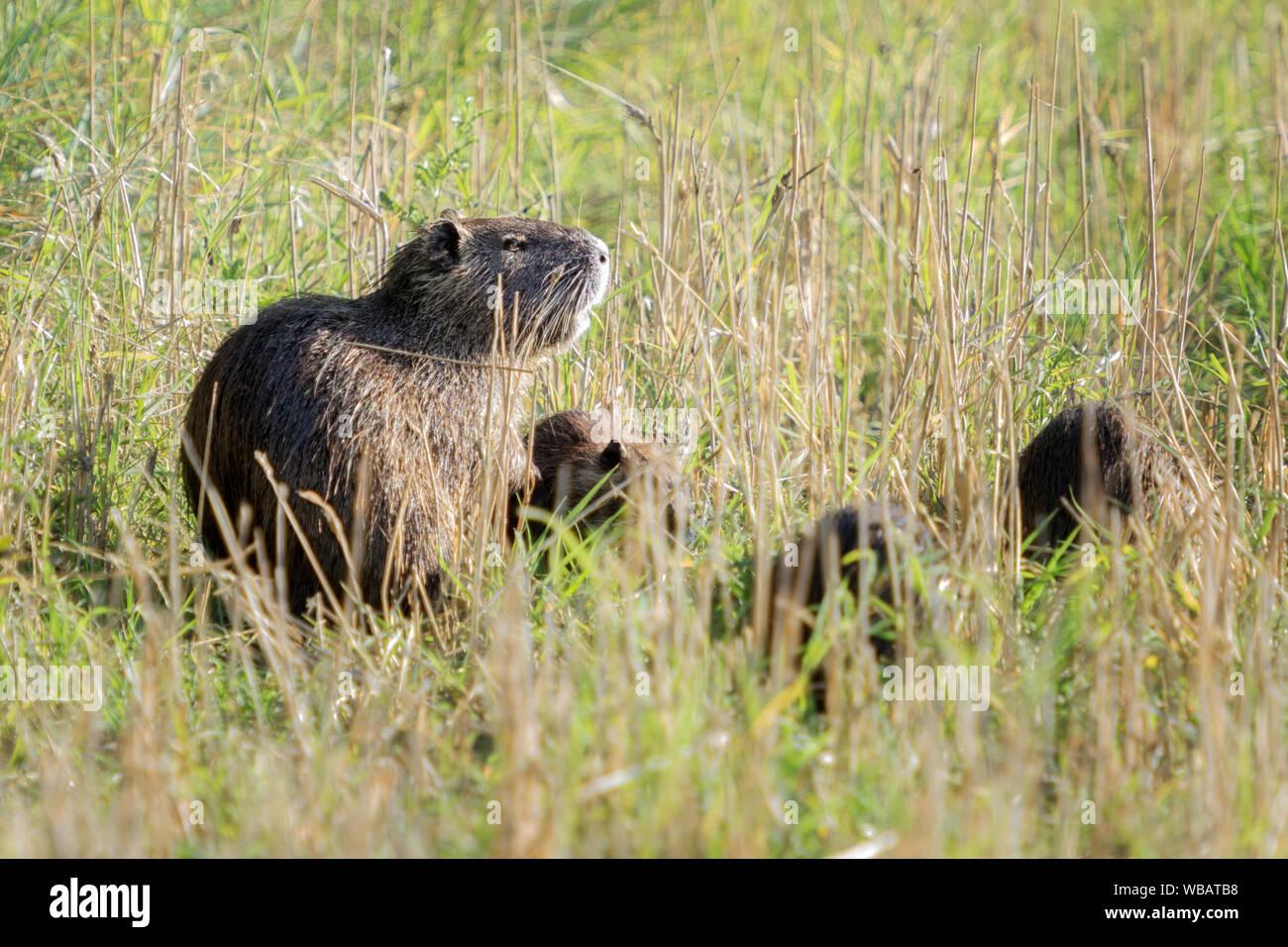 Femelle et d'oursons Myocastor coypus , également connu sous le nom de ragondin de manger sur l'herbe verte. Banque D'Images