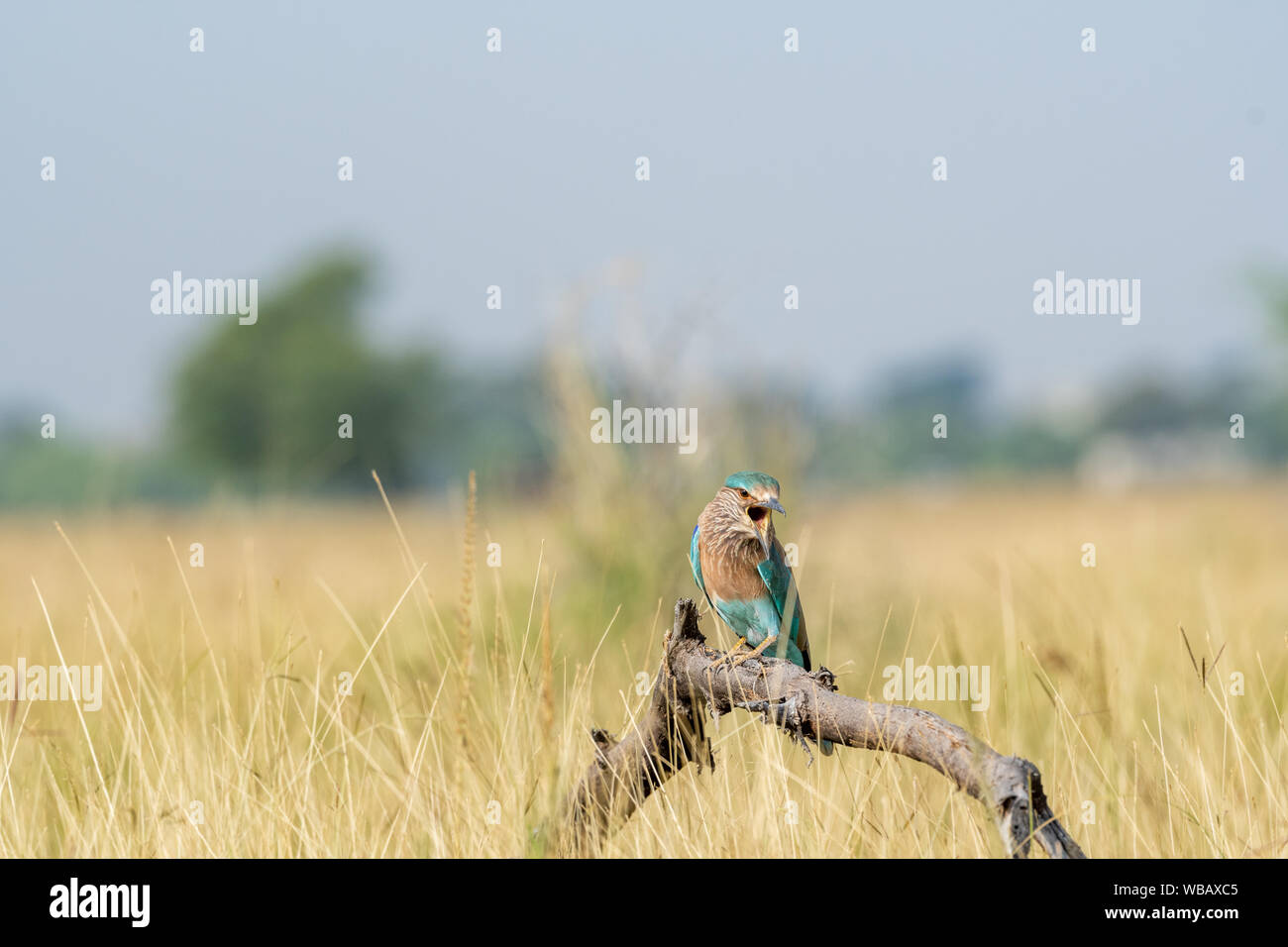 Rouleau Indien Angry Bird ou Coracias benghalensis sur une belle perche en bois de tal chhapar blackbuck sanctuaire, Churu, Rajasthan , Inde Banque D'Images