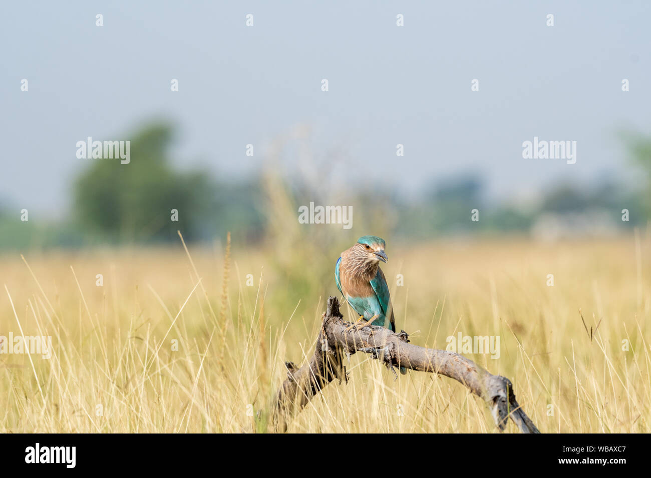 Rouleau Indien Angry Bird ou Coracias benghalensis sur une belle perche en bois de tal chhapar blackbuck sanctuaire, Churu, Rajasthan , Inde Banque D'Images