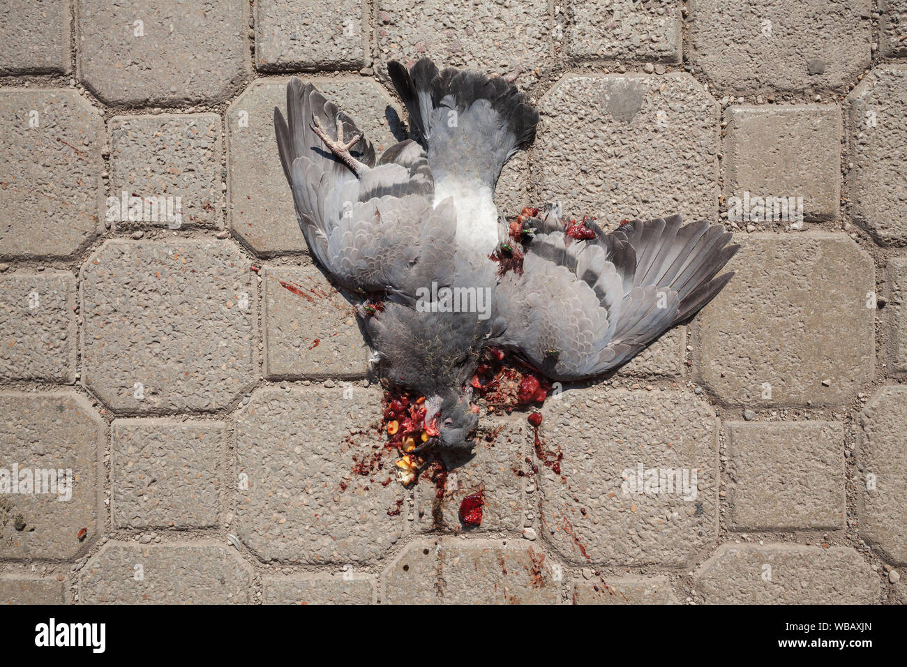Un pigeon piétinée sur le sol, vue rapprochée. Banque D'Images
