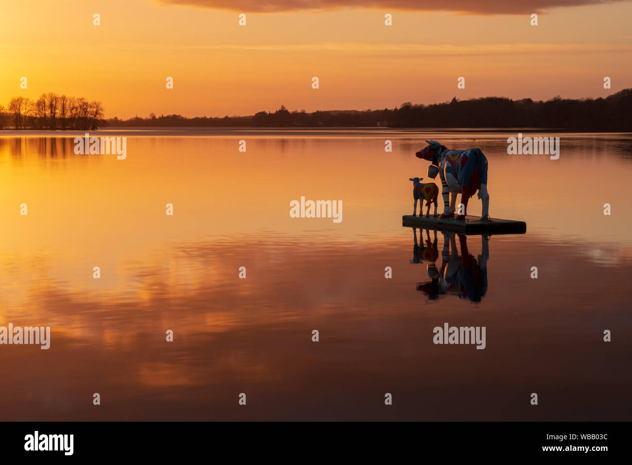 Vache et son veau artificielle dérive sur le lac Dieksee au soleil colorés avec de beaux reflets, Bad Malente, Schleswig-Holstein Banque D'Images