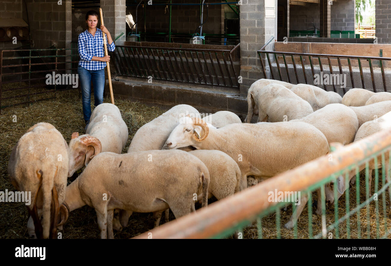 Young female farmer engagés dans l'élevage de moutons, de nettoyage bergerie Banque D'Images