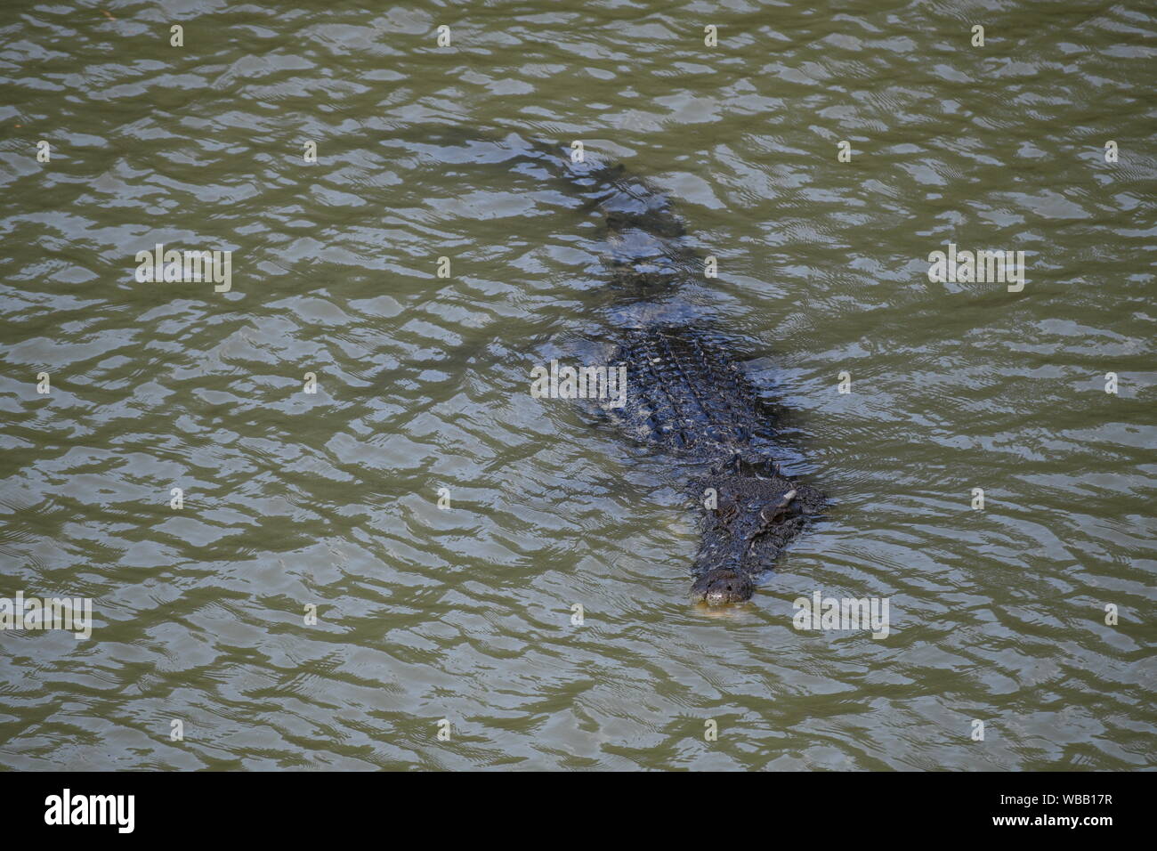 Saltwater Crocodile, alligator River, est la terre d'Arnhem, dans le Territoire du Nord, Australie Banque D'Images